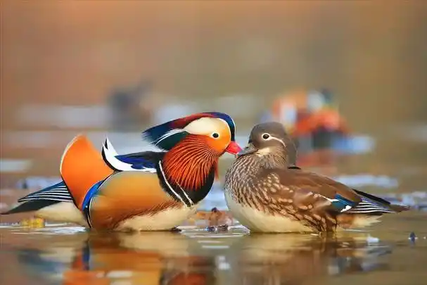 青海首次拍到这种牢底坐穿鸟竟是一对鸳鸯难道是私奔了