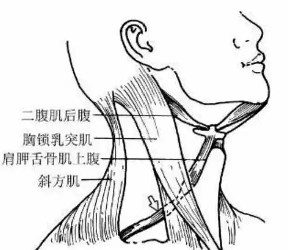 胸锁乳突肌 这一练习会令人感觉尴尬,因为肌肉处在敏感的位置.