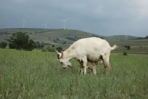 农家需要领头羊