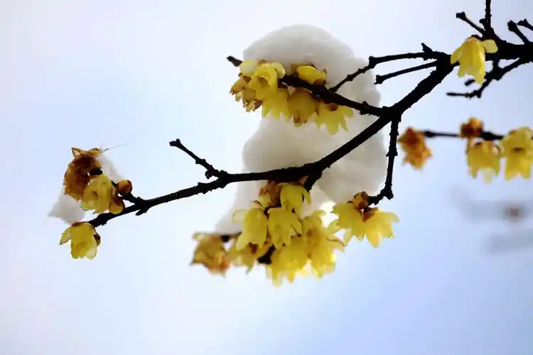 雪润腊梅花更俏