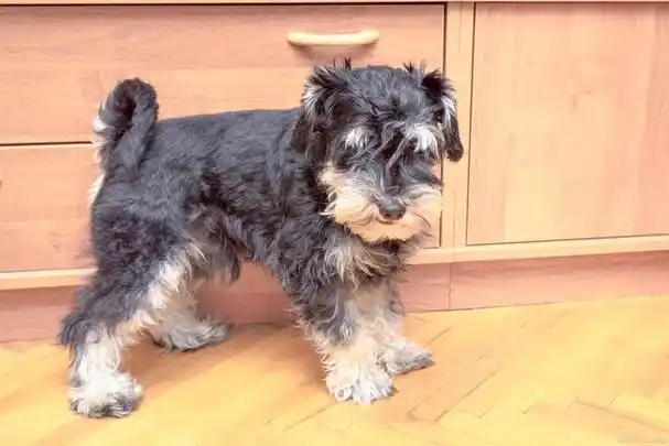 怎么去挑选一只纯种的雪纳瑞?