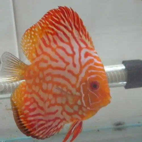 热带淡水鱼七彩神仙鱼成鱼燕鱼风水鱼红鸽子七彩活体鱼810厘米红妃