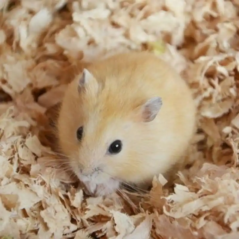 小仓鼠紫仓三线银狐布丁仓鼠宠物自家养殖包活批发代发