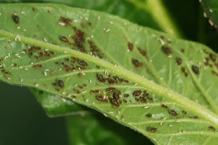 烟草生长期主要病虫害防治技术--云南省烟草专卖局
