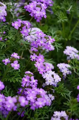 一簇浪漫唯美的紫色小花图片_图片_红动手机版