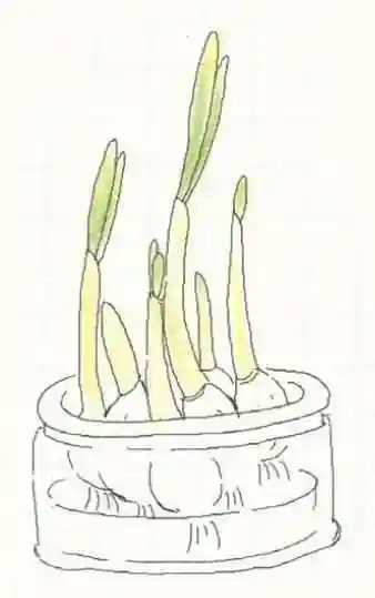 蒜苗简笔画蒜苗简笔画图片