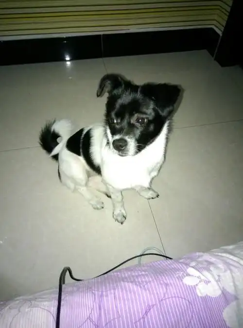 黑白狗狗,白底黑花,请教各位大神这是什么品种,或者是哪几个品种串的.