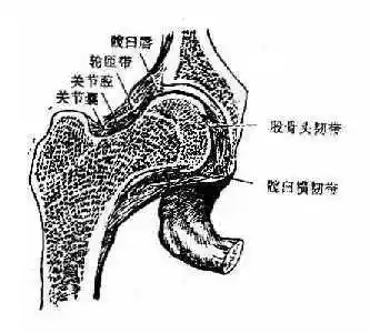 第二节下肢骨及其连接