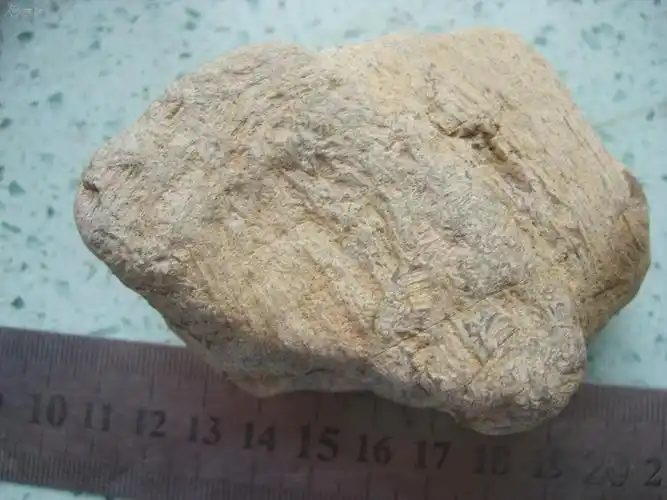 黑龙江水冲不明植物化石241克,喜欢不要错过,拍到多个合并邮费