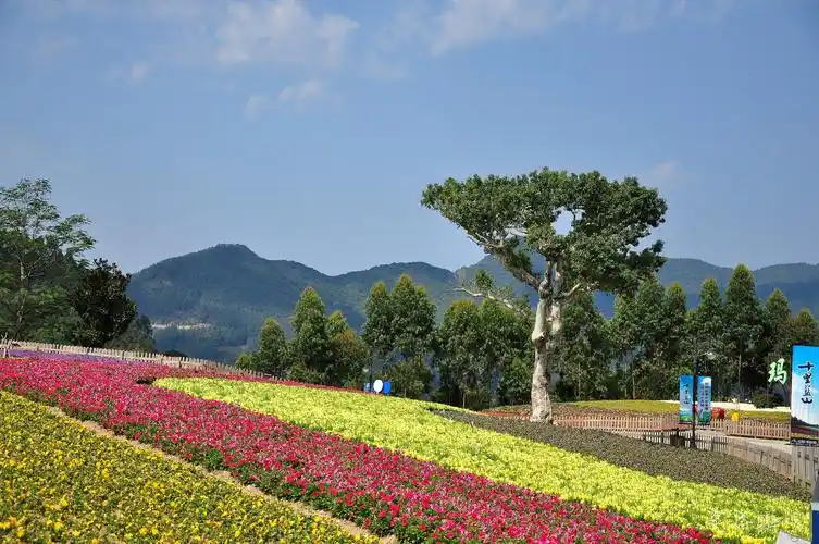 【长泰景点图片】玛琪雅朵花海