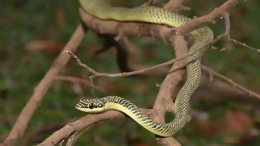 这才是真正的飞蛇!