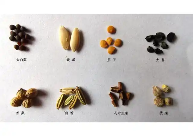 十字花科,葫芦科,豆科,百合科等蔬菜的种子是植物学上真正的种子;而