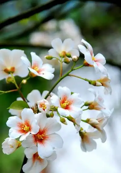 油桐花(大戟目大戟科油桐属植物)_尚可名片