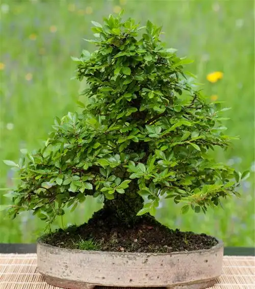 中国各地盆景树桩,树种优劣如何区分