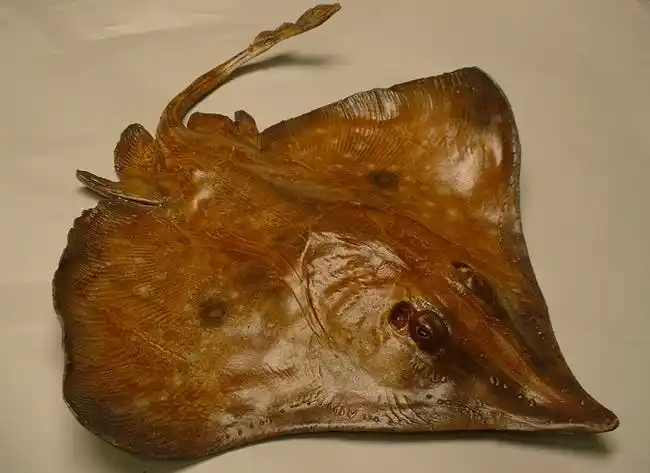 longnose skate (43cm)