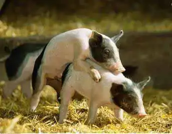 其它类-周公解梦