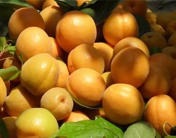 金太阳杏丰产栽培技术