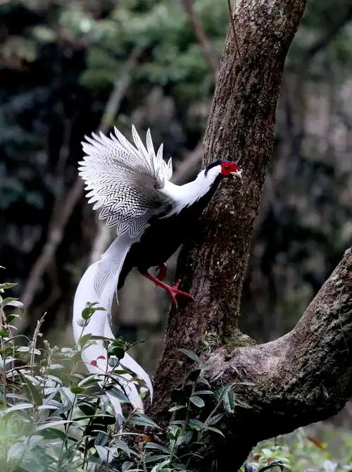 其它 美丽的林间仙子白娴 写美篇白鹇鸟是中国哈尼族有代表性的吉祥物