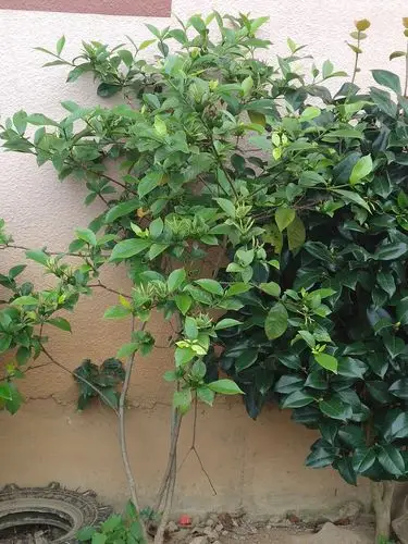 墙角的生命栀子树