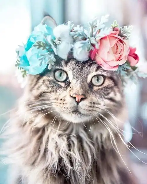 主人看猫咪颜值高给它戴上花环精心打扮一番猫咪瞬间变成仙女
