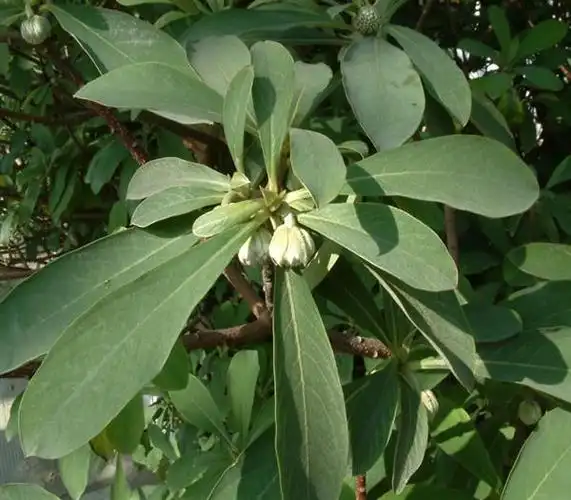 07:45:10)别名:打结花,打结树,黄瑞香,家香,喜花,梦冬花形态特征结香