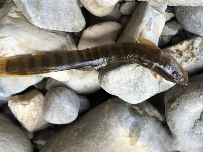 "尖嘴子"肉质肥嫩,只生活在山涧里,我们叫红尾鳅