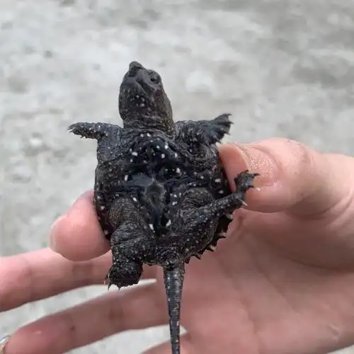 北美小鳄龟苗小乌龟活物活体宠物龟观赏龟杂佛食肉龟水龟外塘凶猛