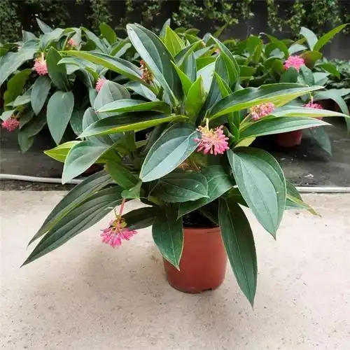 宝莲灯花盆盆栽花苞美丁花苗四季开花好养易活时令草本花卉