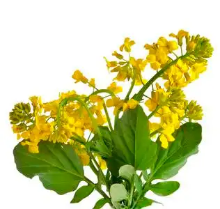 wintercress花芥, 苦黄火箭厂 (十字花科, 十字花科植物),关闭了孤立