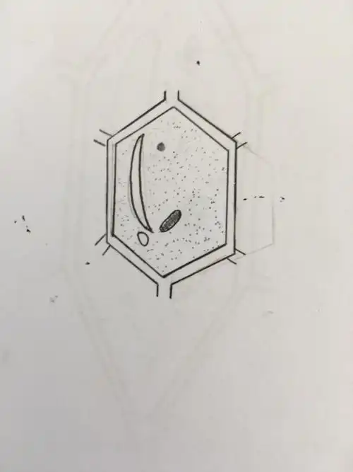 显微镜的使用制作洋葱鳞表皮标本—-六年级科学特色作业