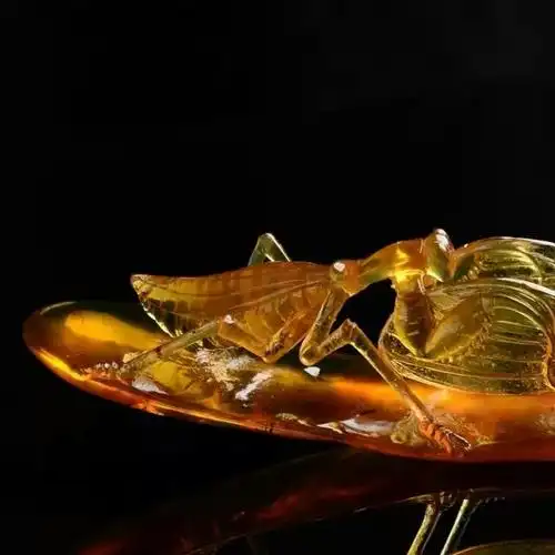 千年琥珀,惊艳了时光!