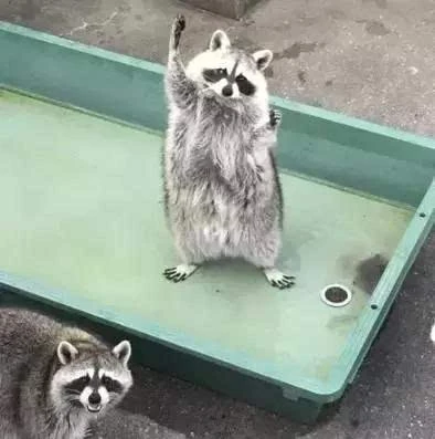 小浣熊举手,小熊猫举手_大山谷图库