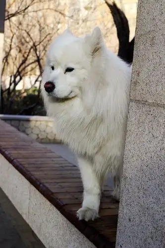 萨摩耶户外,宠物阿朗的图片