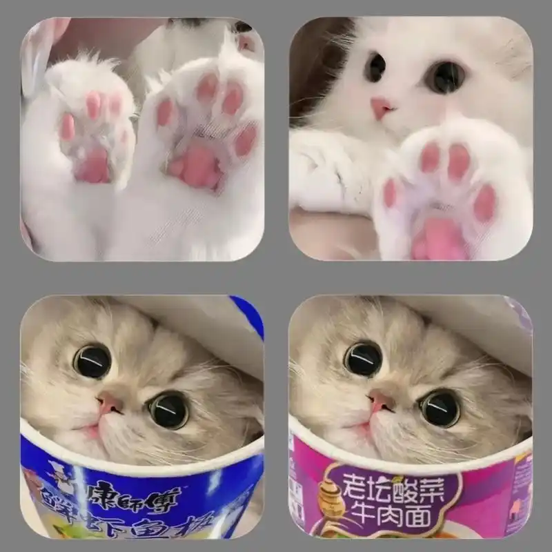 艾特小宝来换#情头 #情侣头像 #猫咪情头 - 抖音