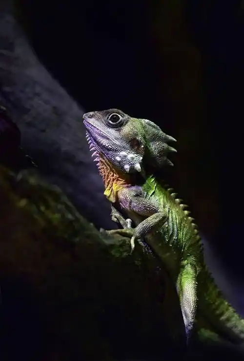 博伊德森林龙画像