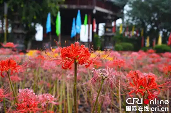 国际在线重庆频道消息:10月1日至10月8日期间,是一年一度重庆丰都鬼城