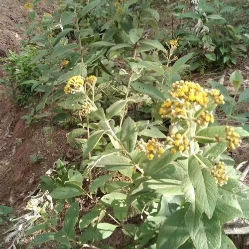 云南白面风根山白芷乌脚鸡寻骨风新鲜纯根整颗包邮正品专用