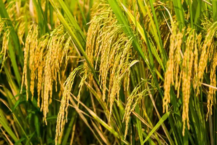 秋天稻谷成熟特写