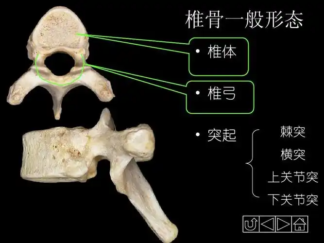 正常人体解剖学——骨学ppt