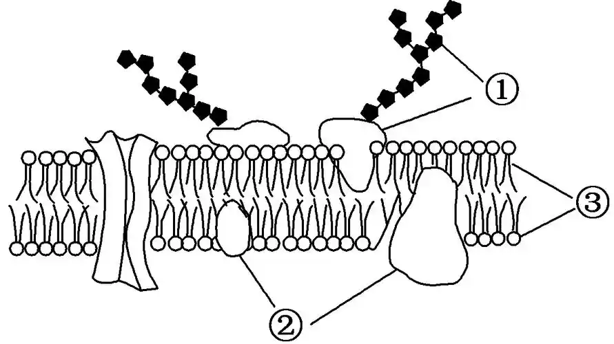 下图为细胞膜的流动镶嵌模型示意图有关叙述错误的是