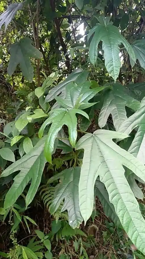 七指毛桃和五指毛桃属于同一种类,因七指毛桃的叶子比五指毛桃多两