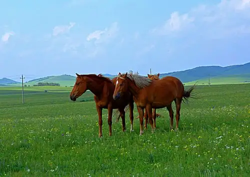 蓝天白云,绿草成茵,植被五颜六色,多姿多彩,风景优美,是大草原的一颗