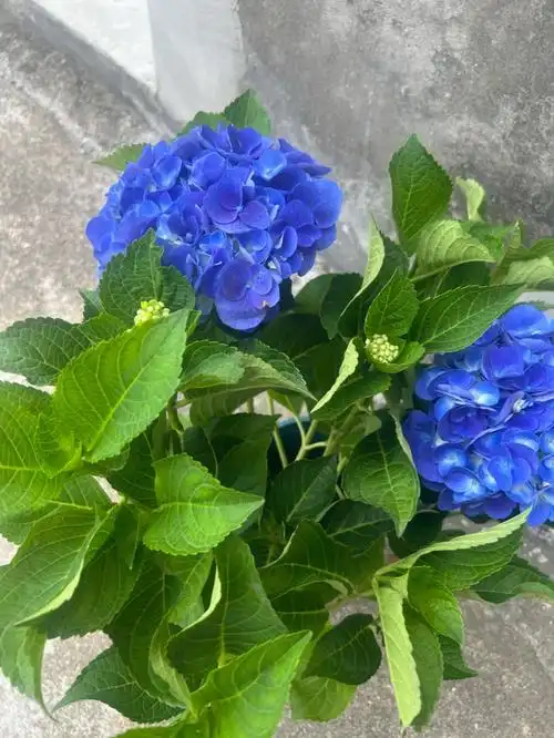 绣球花叶子太多了可以剪掉吗