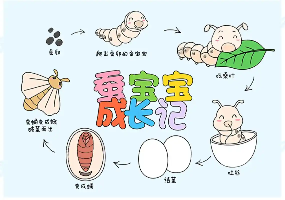 蚕宝宝成长记手抄报