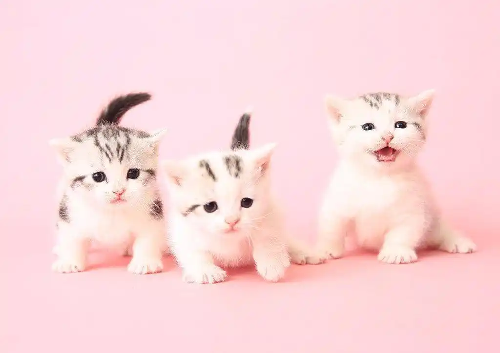 奶凶奶凶的小猫崽,忍不住要抱抱,这么可爱只能宠着了!