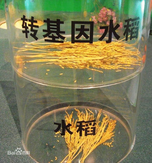 几种转基因植物