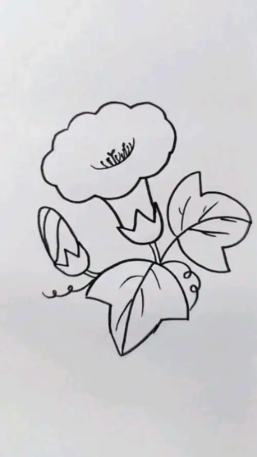 喇叭花简笔画