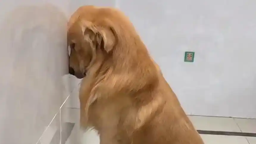 生活奇趣馆 2020:瞧它被罚面壁思过的样子太逗了 - 高清视频在线观看