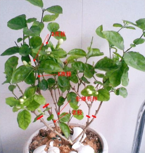 茉莉花的养殖方法(茉莉花的养殖方法和注意事项)