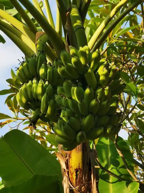 院内香蕉树果实累累